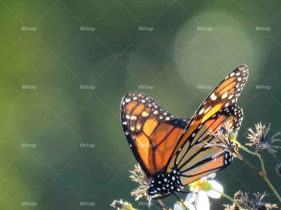 Monarch
