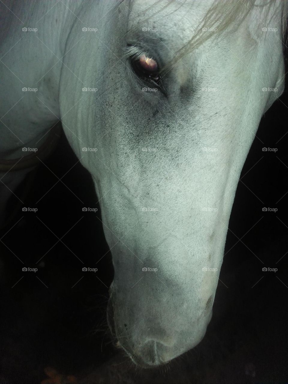 Beautiful horse head.