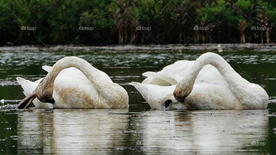 Pair of swans in sync