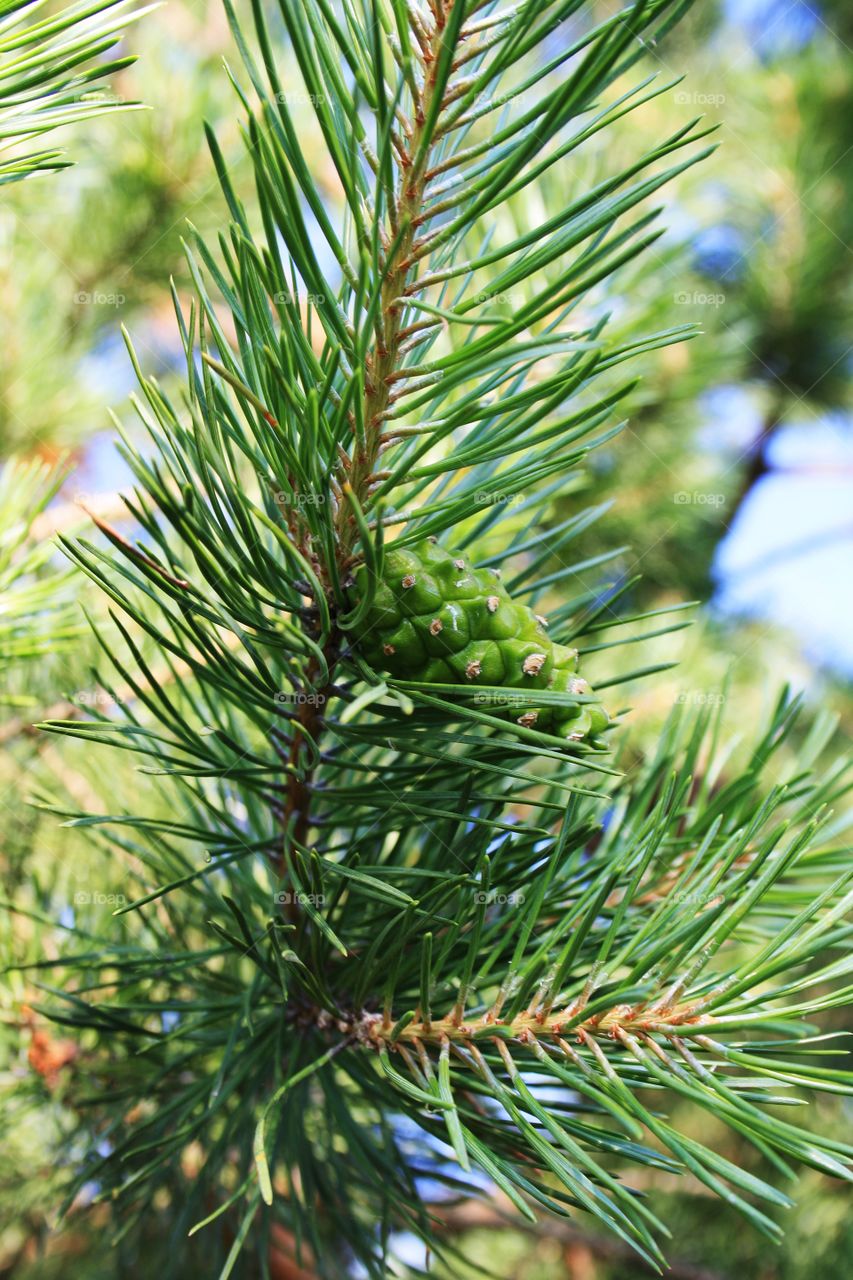 Pine branches