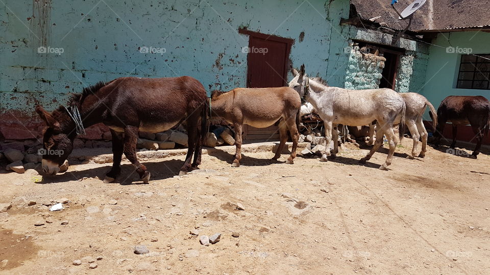 donkeys are enjoying their lives