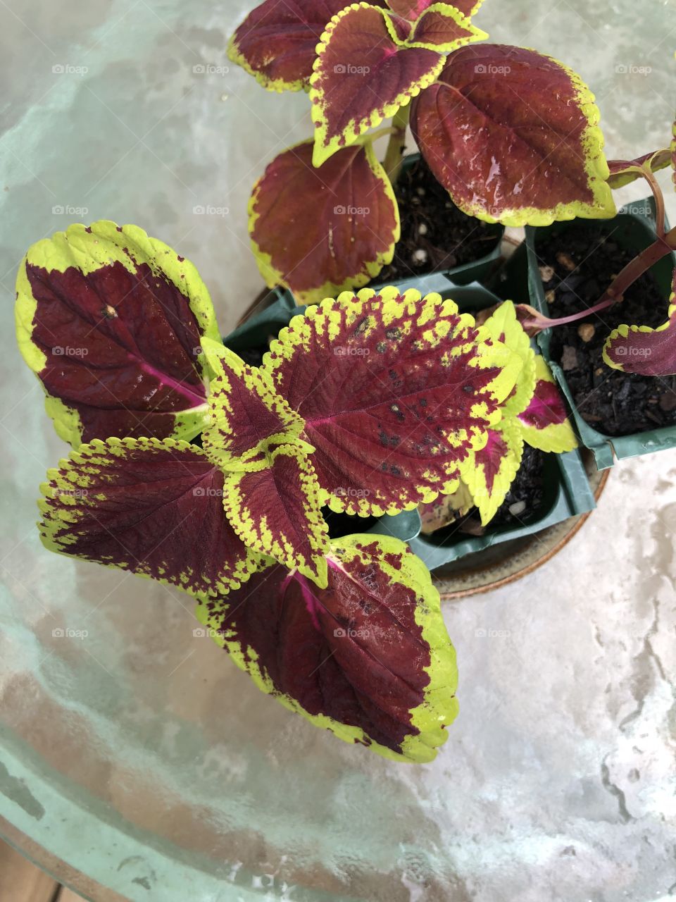 Colorful Coleus. Leaves have more striking color than the blooms. 
