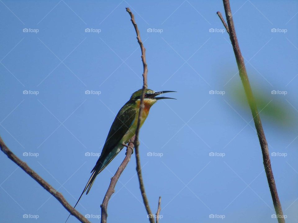 Blue - tailed bee eater. Beauty colour bird interest at the lowland habitat. Pleased colour for great colony and soliter character. Easy meet. and captured aside at the sea, and there's not far from the crown . But, how's ready to see at the DAM .