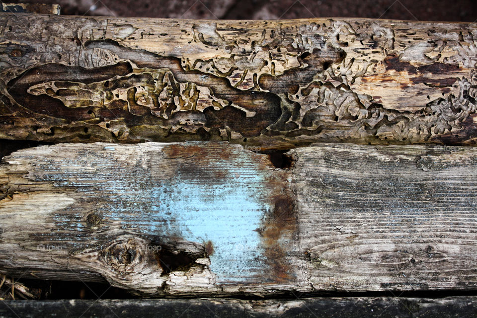 An old wood, eating by bad bugs