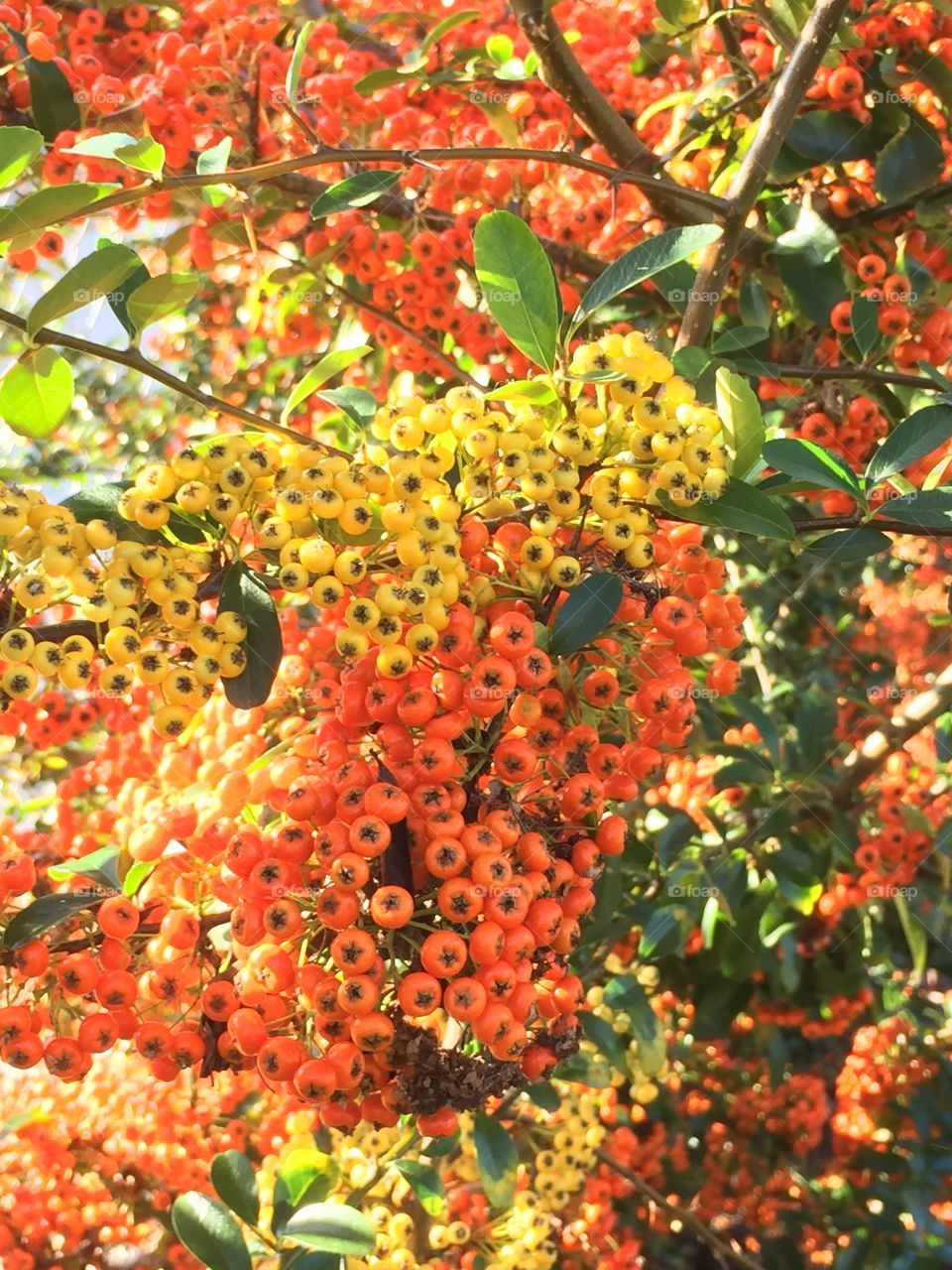 Firethorn berries growing on tree