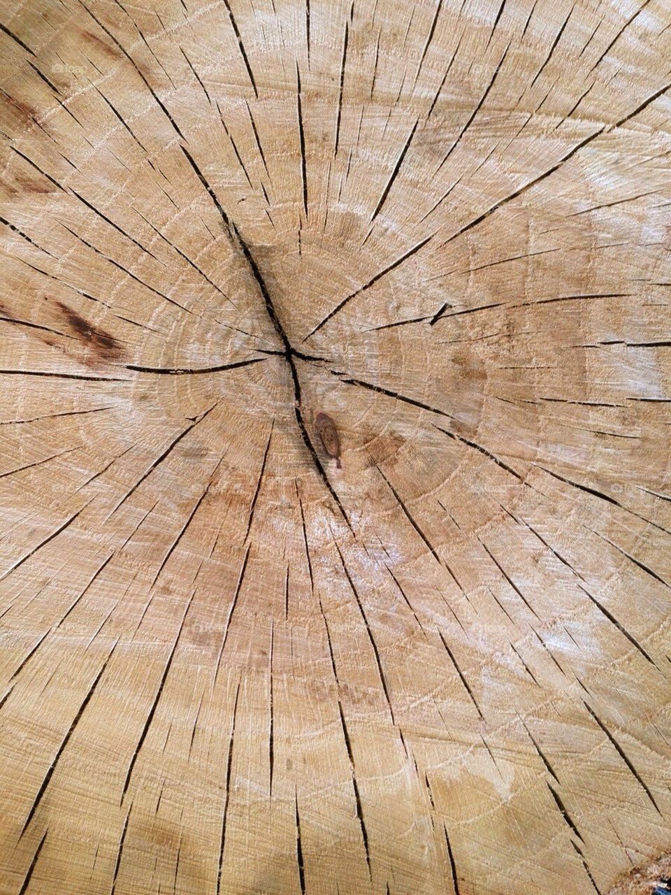 wood chopped by alexsd5
