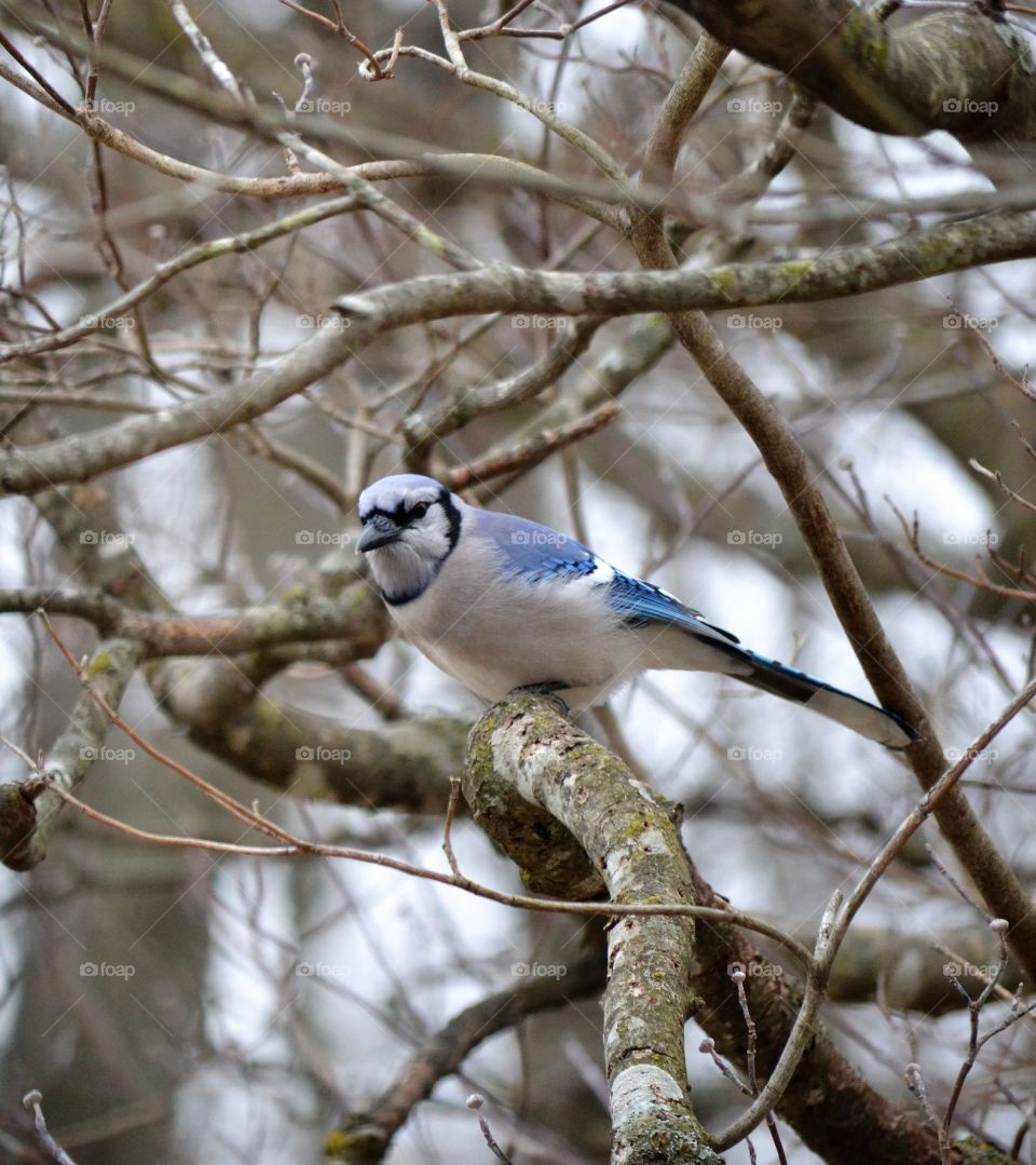 blue Jay