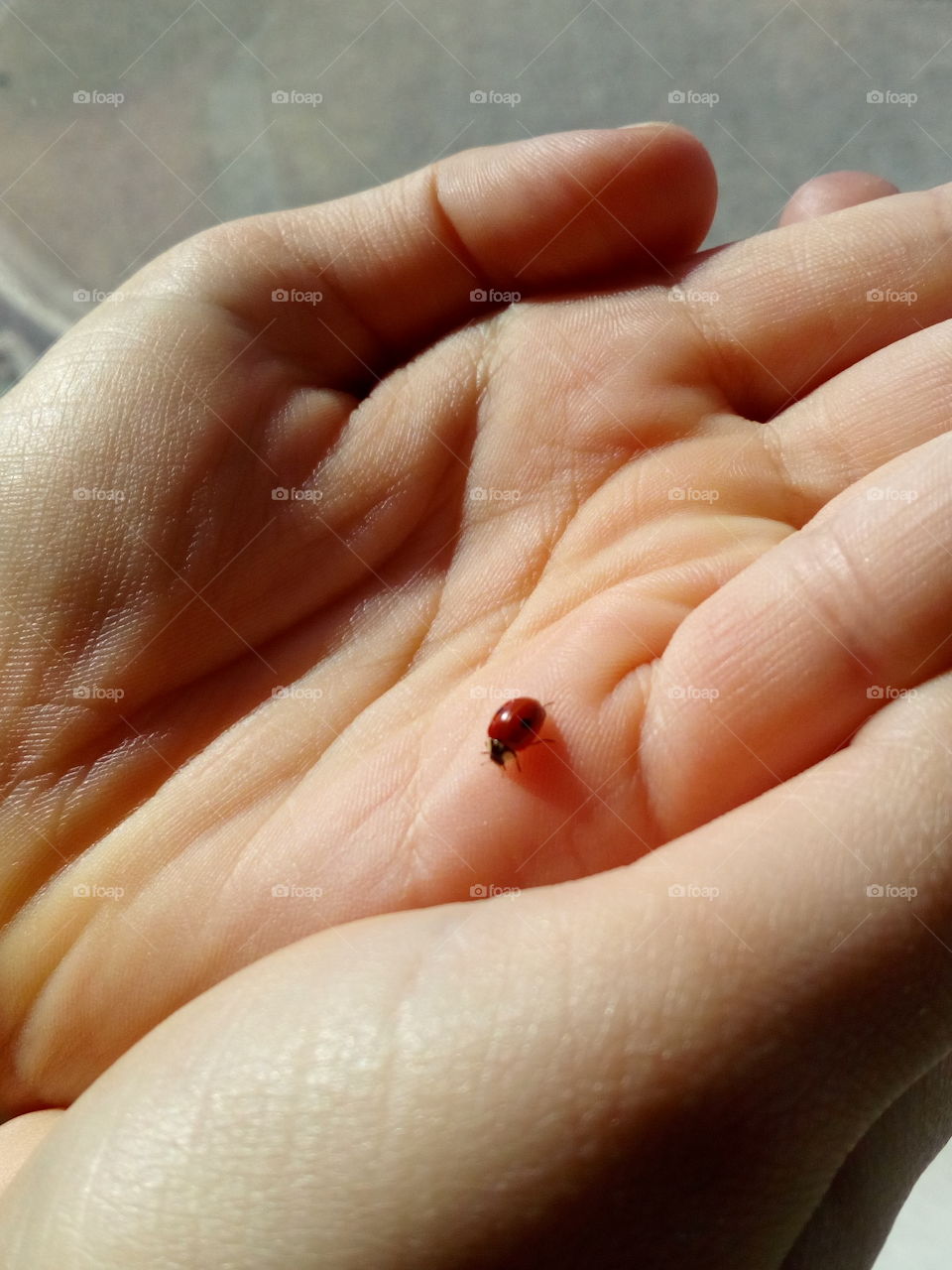 Holding a ladybug