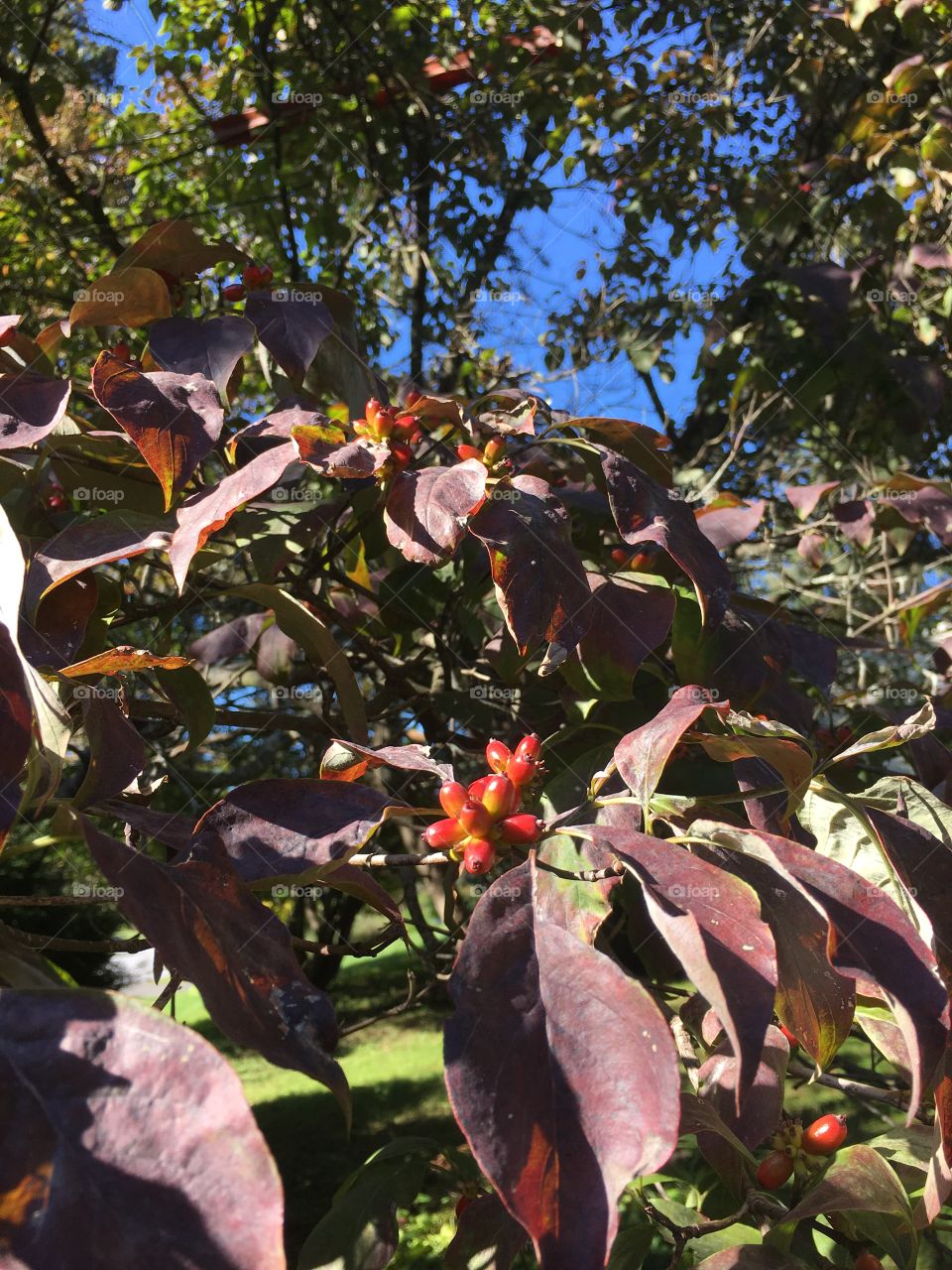 Dogwood berries