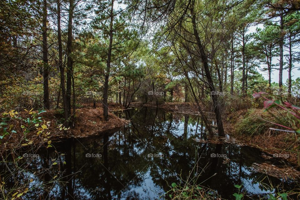 forest pond