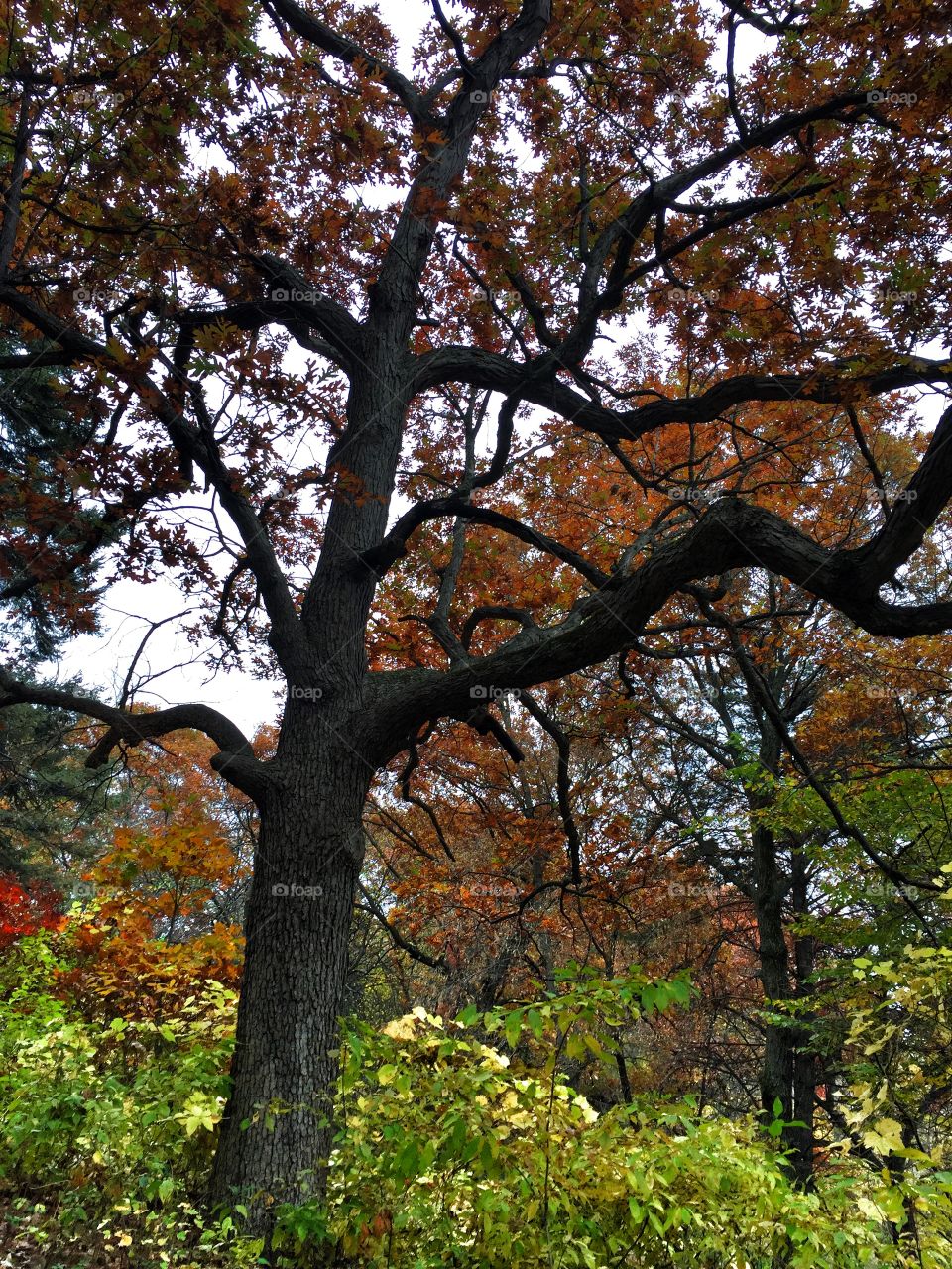 Fall foliage at Eloise Butler Gardens 