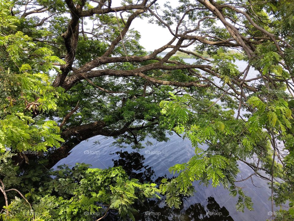 Tree with lake side