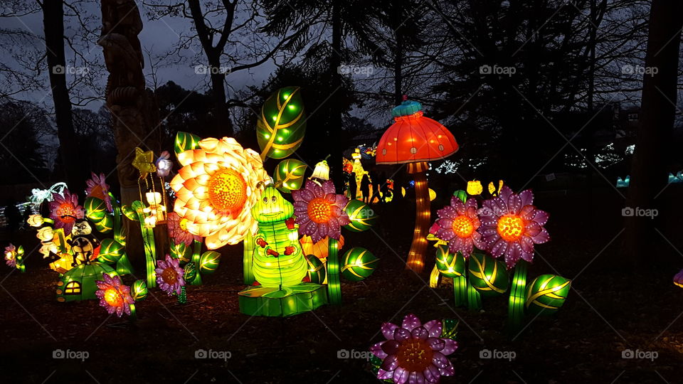 Flowers and bug in lights