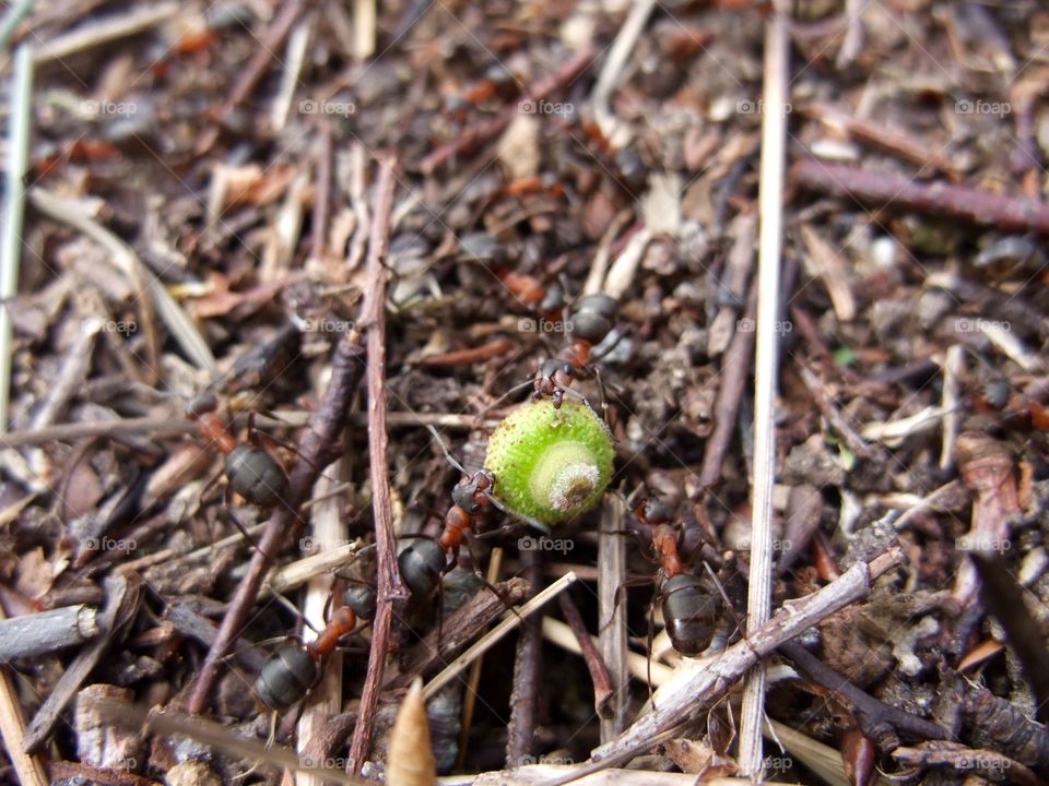 There is an ant hill close to my house.  The weather has been nice so the ants have been very busy and active. I noticed that many ants makes an interesting sound.