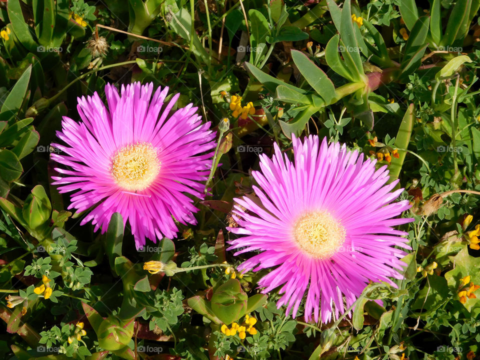 flowers