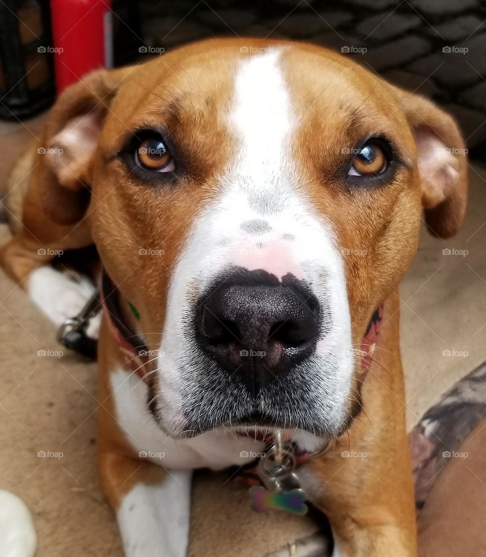 A Beautiful Brown And White Dog With Hypnotizing Eyes