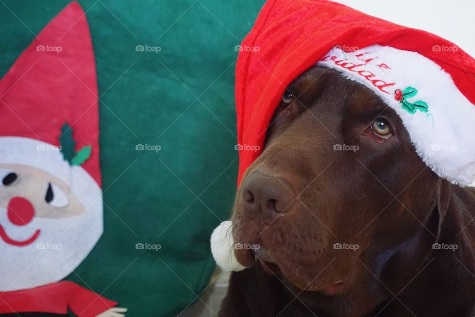 Christmas#time#celebrated#decoration#dog