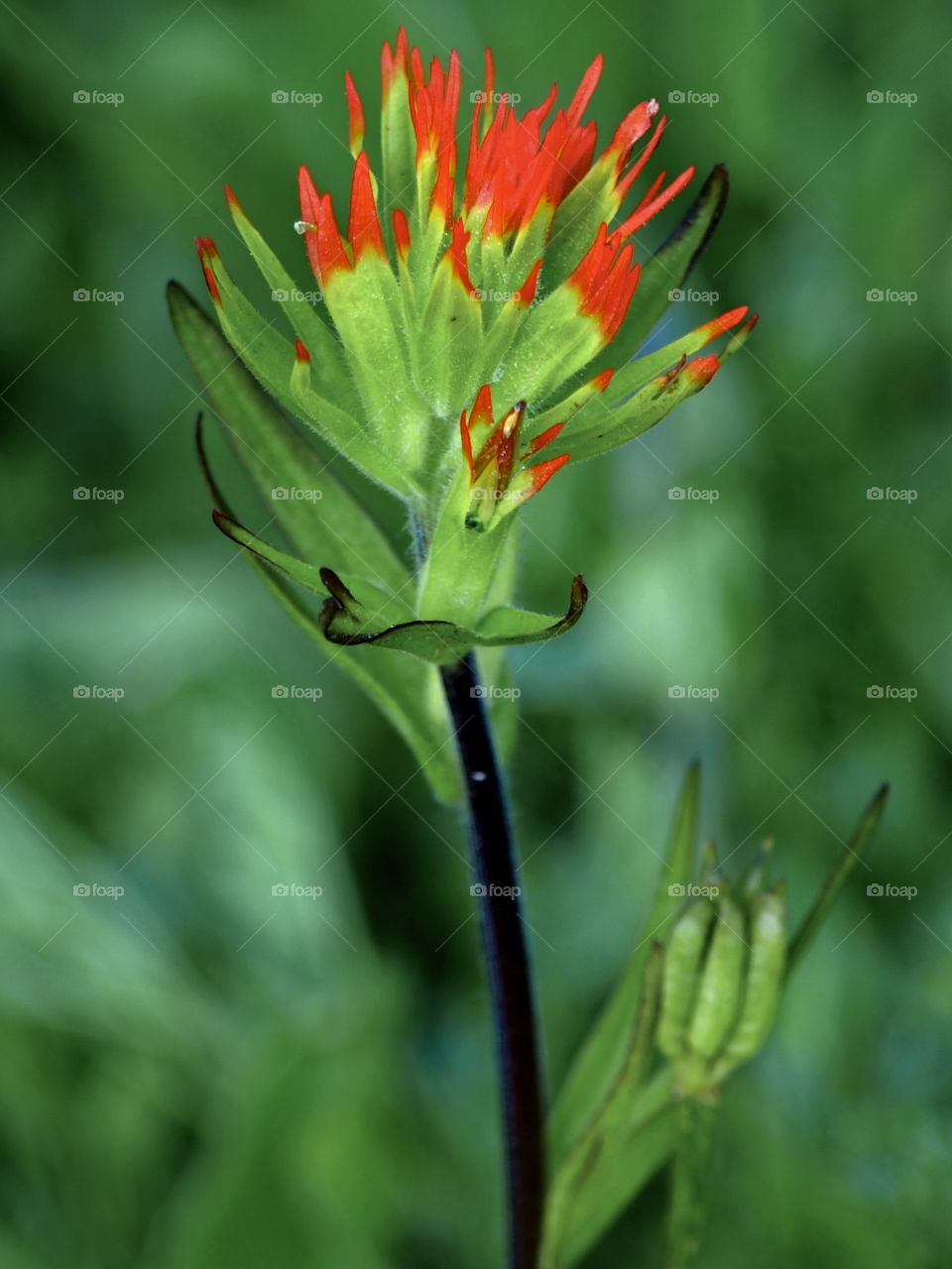 Indian Paintbrush located on the shores of Todd Lake in the Cascade Mountains of Oregon on a summer morning. 