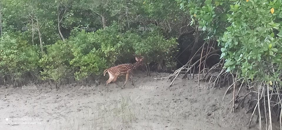 Deers in Sundarbans