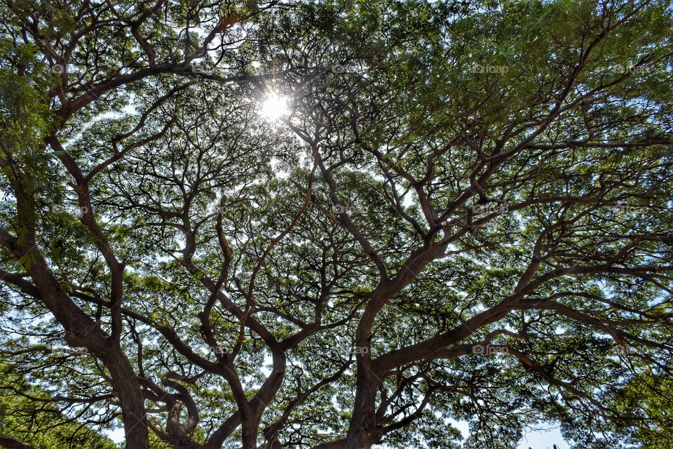 trees leaf and Sun