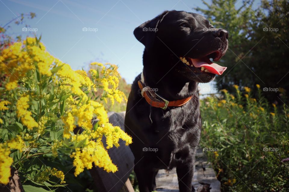 black Labrador