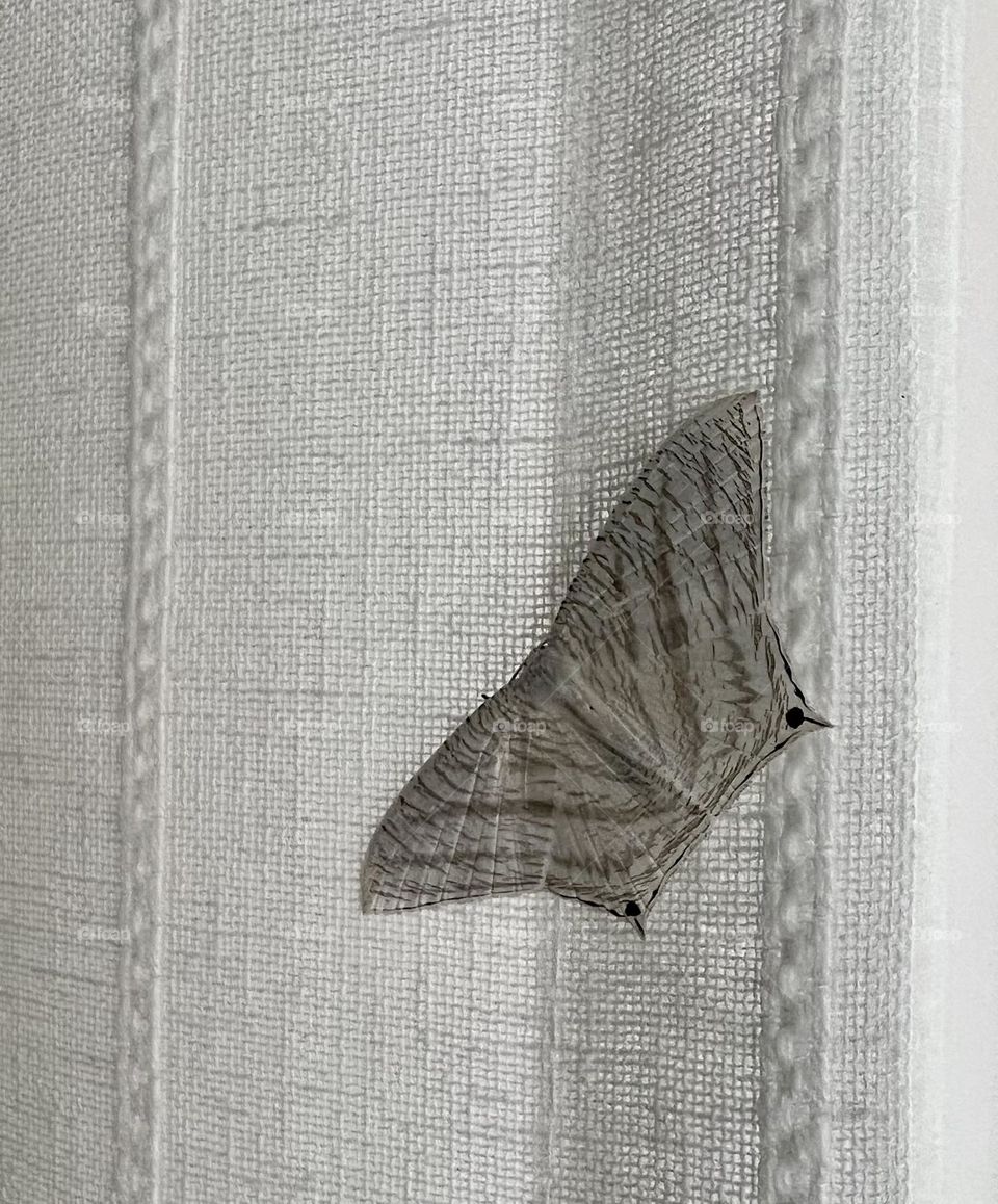 Beautiful moth 