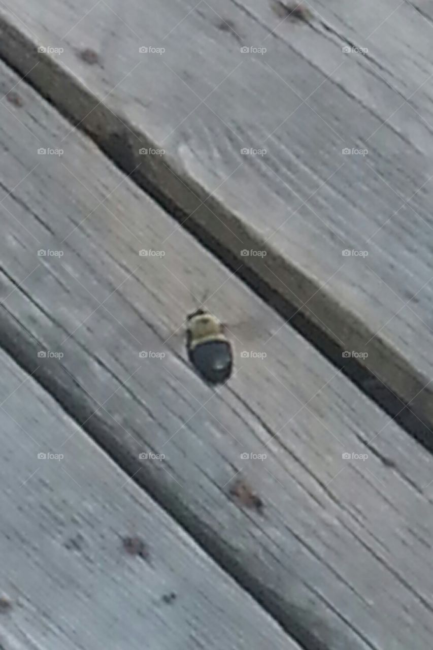 carpenter bee. carpenter bee on deck