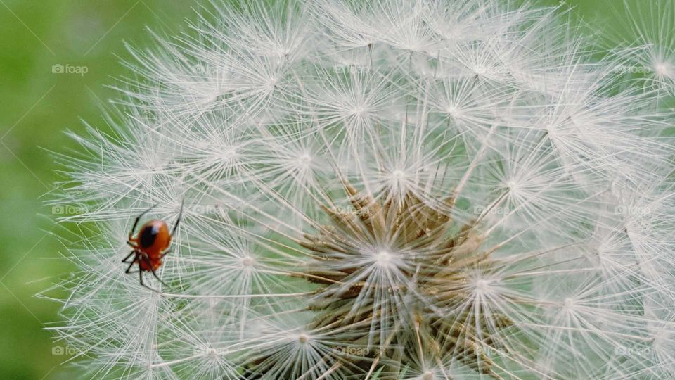 Tiny red spider