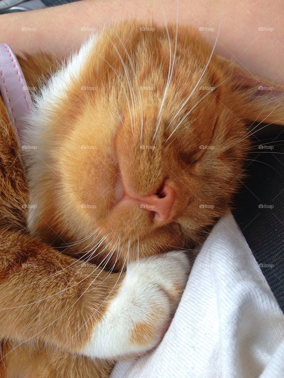 Ginger cat taking nap