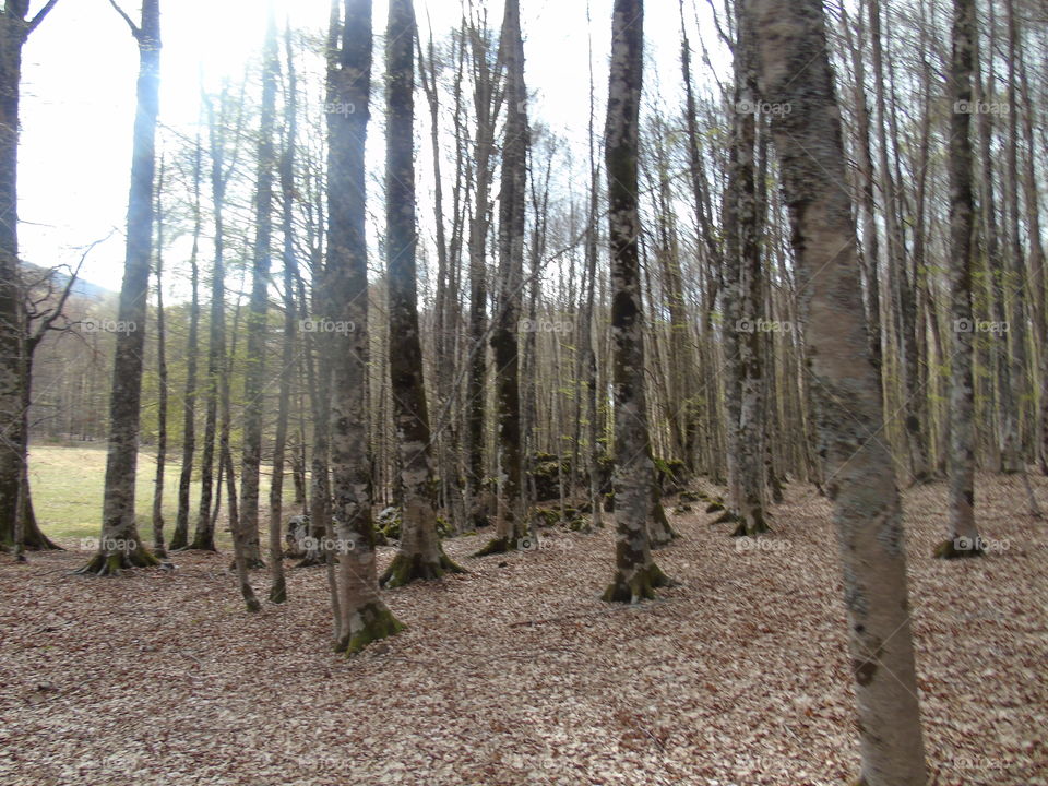 Tree, Wood, Landscape, Nature, No Person