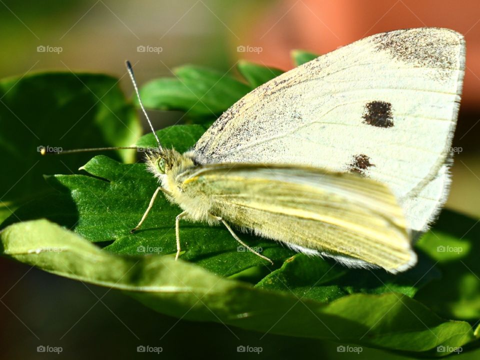 Butterfly on a leaf