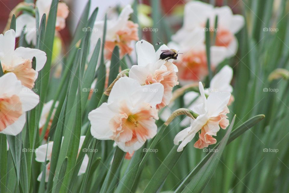 A busy bee flies between daffodils in the springtime 