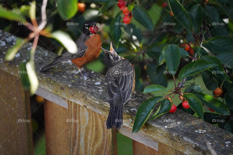 Robin fledgling begging from mom