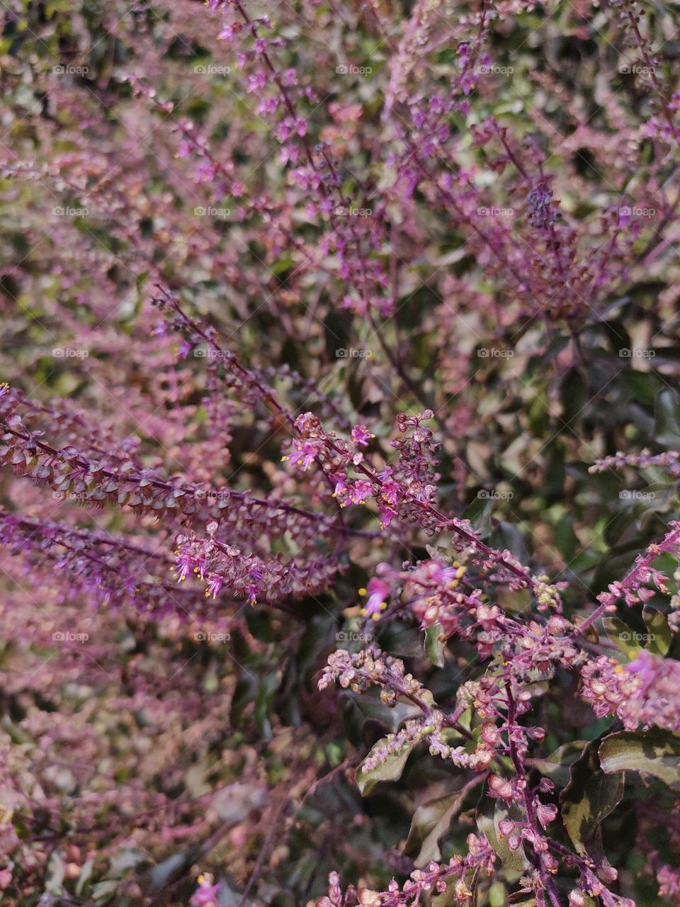 Delicate purple flowers blooming on a Tulsi plant, adding a touch of elegance to its vibrant green leaves.