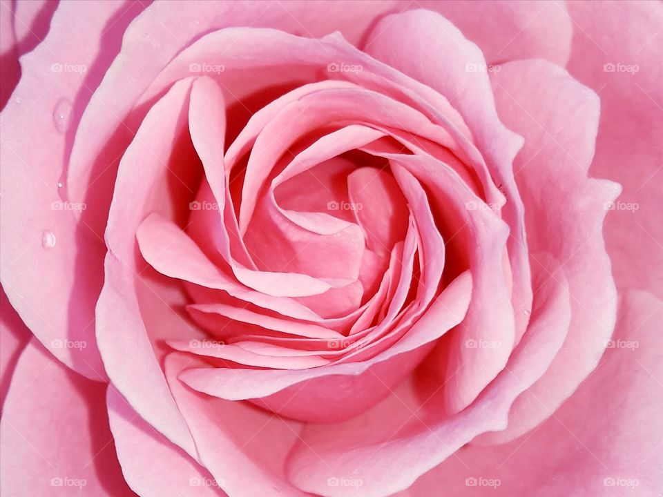 closeup rose