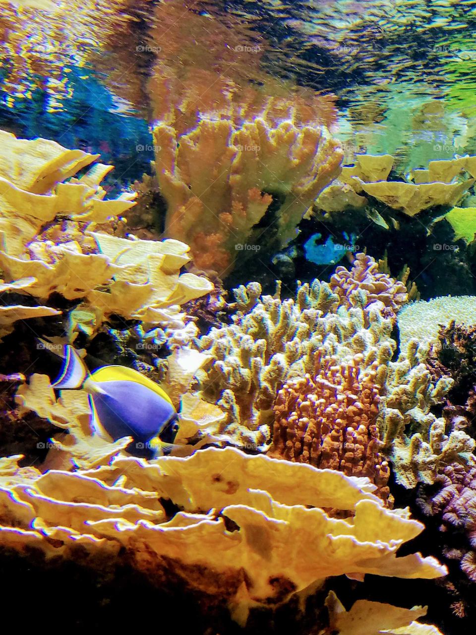 dory coral aquarium