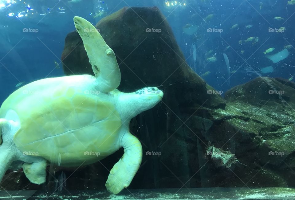 Turtle swims by to say hello 