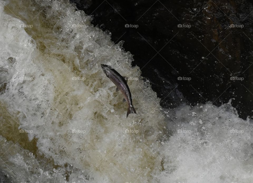 Salmon Jumping at Buchanty Spout