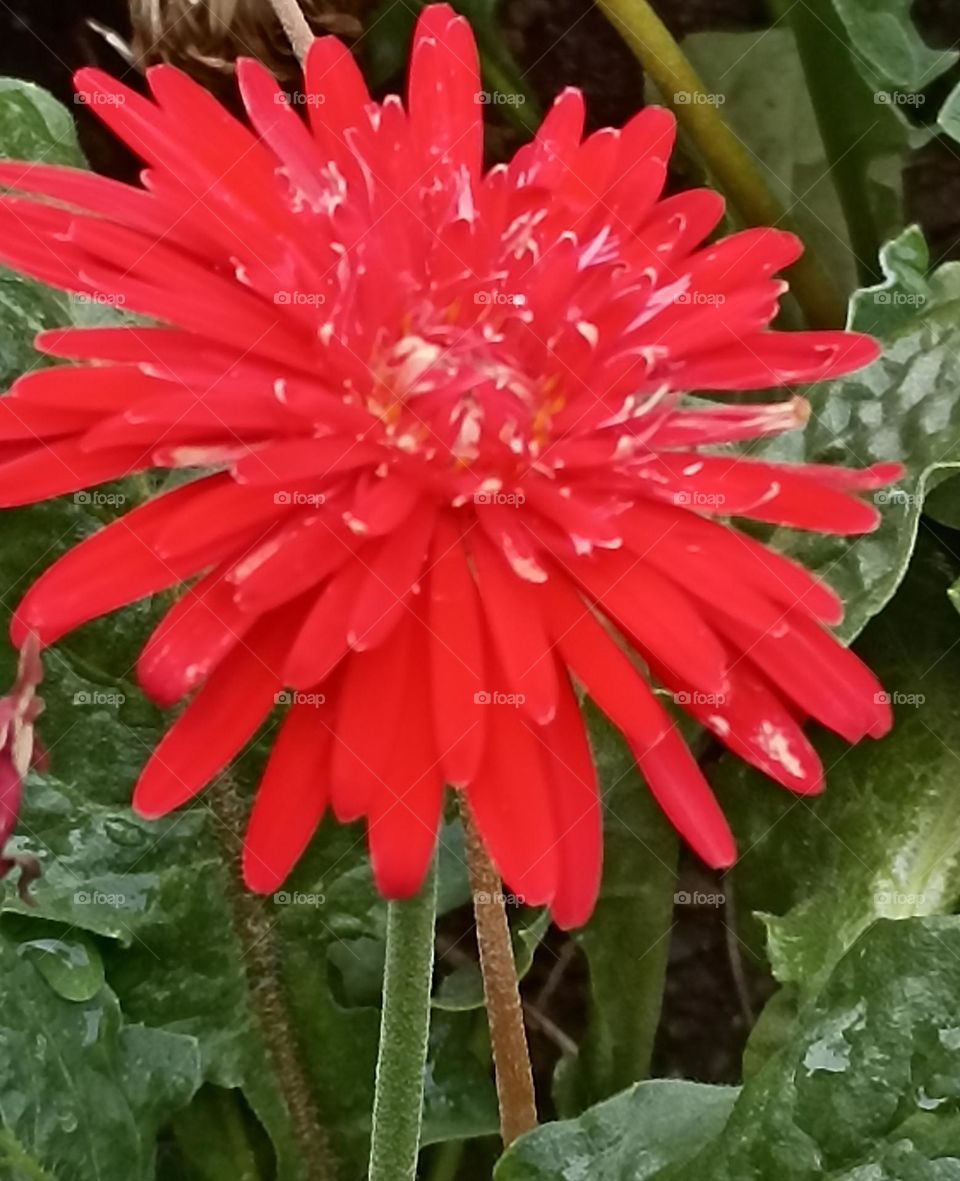 full bloom daisy flower with growing petals