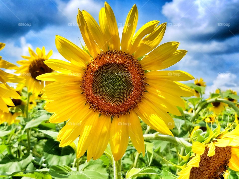 Sunflowers growing in field