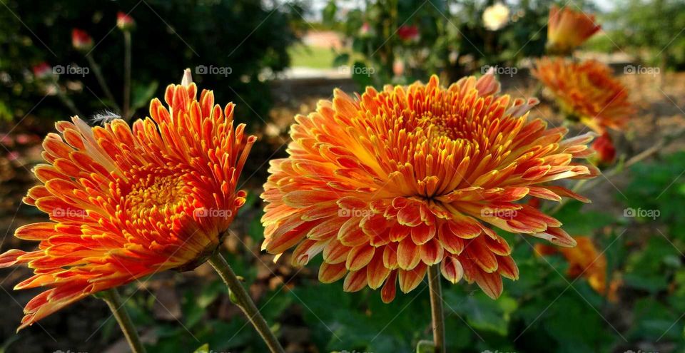Your best photo of 2016
Beautiful Chrysanthemums