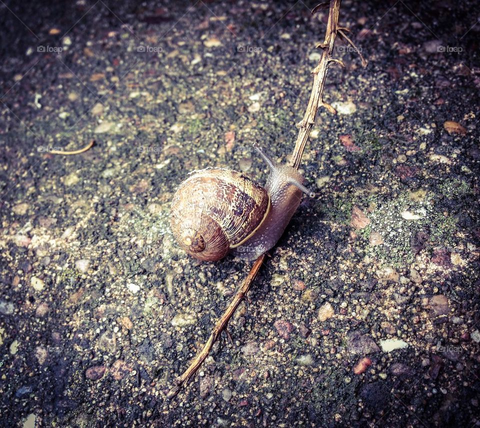 Snail nature