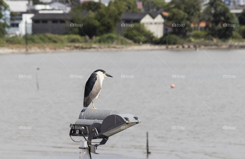 Bird resting on a lamppost