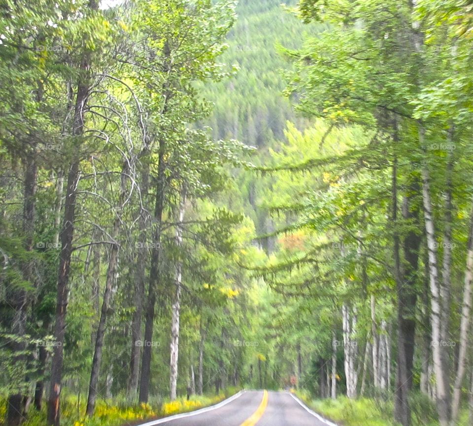 Empty road through forest