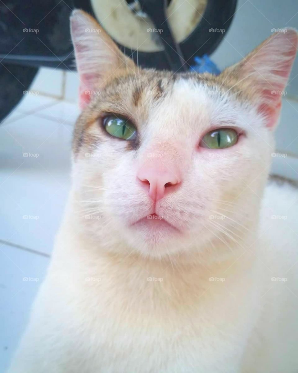 Innocent look of a cat