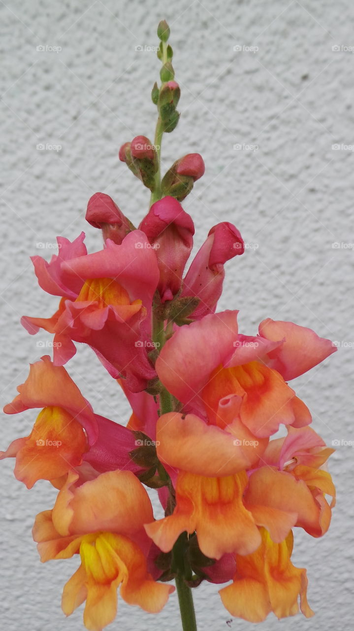 Antirrhinum is a genus of plants commonly known as dragon flowers or snapdragons because of the flowers' fancied resemblance to the face of a dragon that opens and closes its mouth when laterally squeezed. They are native to rocky areas of Europe