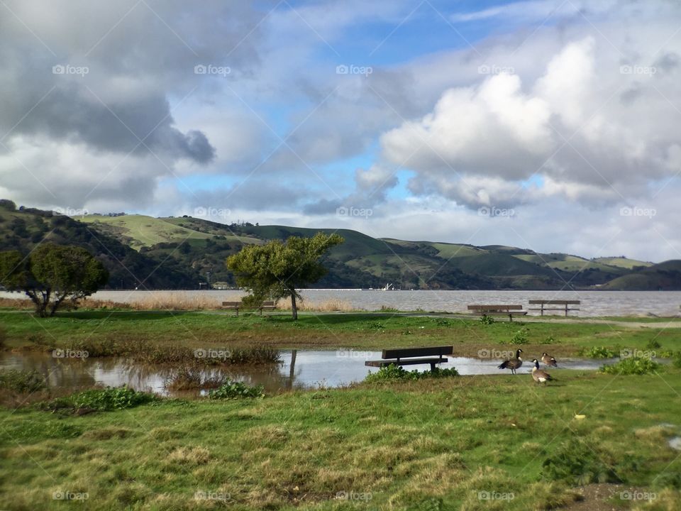 flooded park