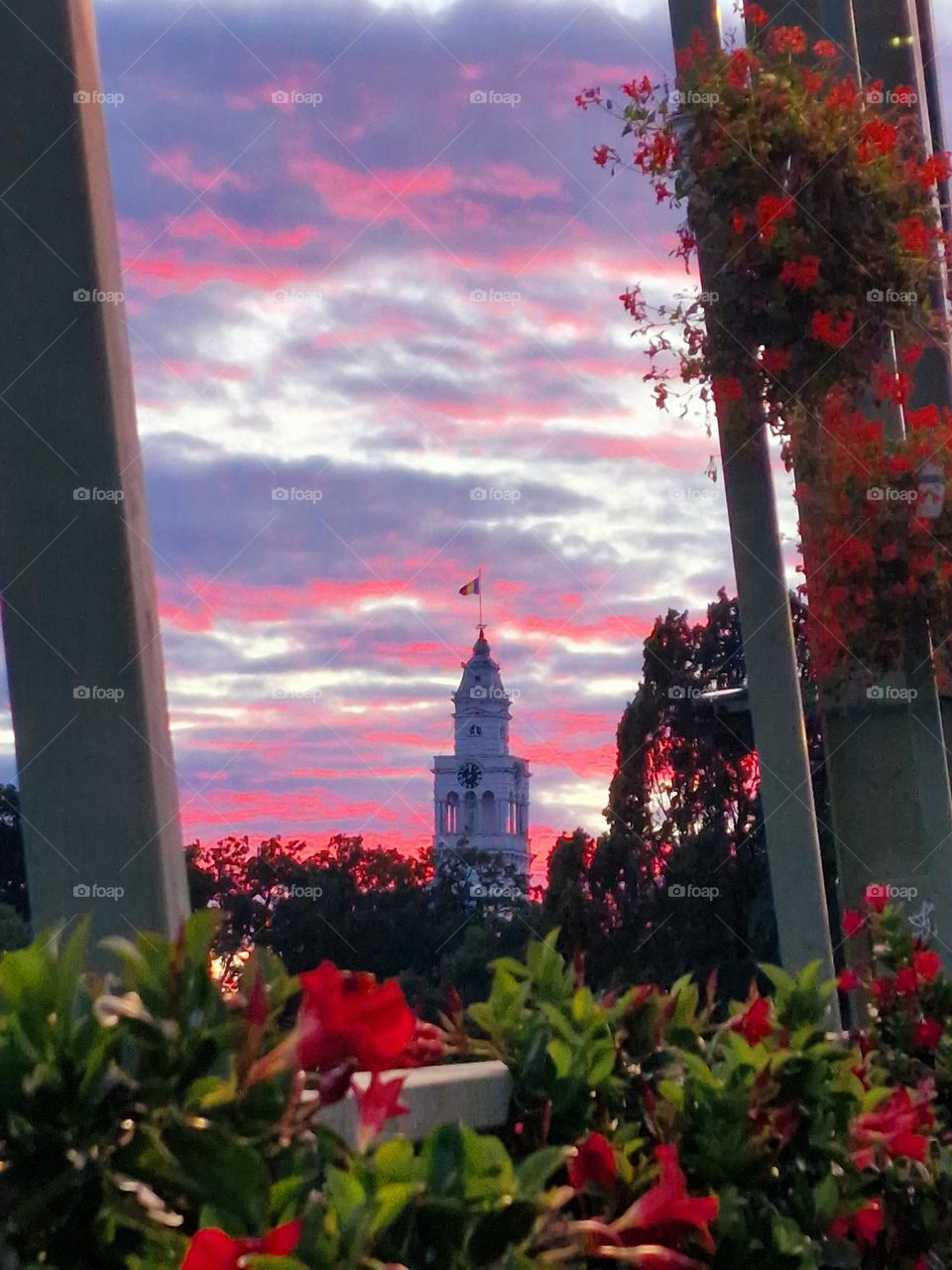 flowers and magenta clouds