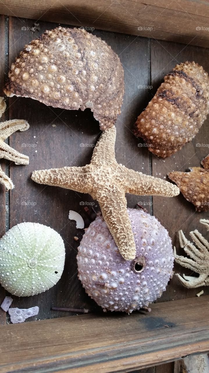 Starfish and Sea urchins
