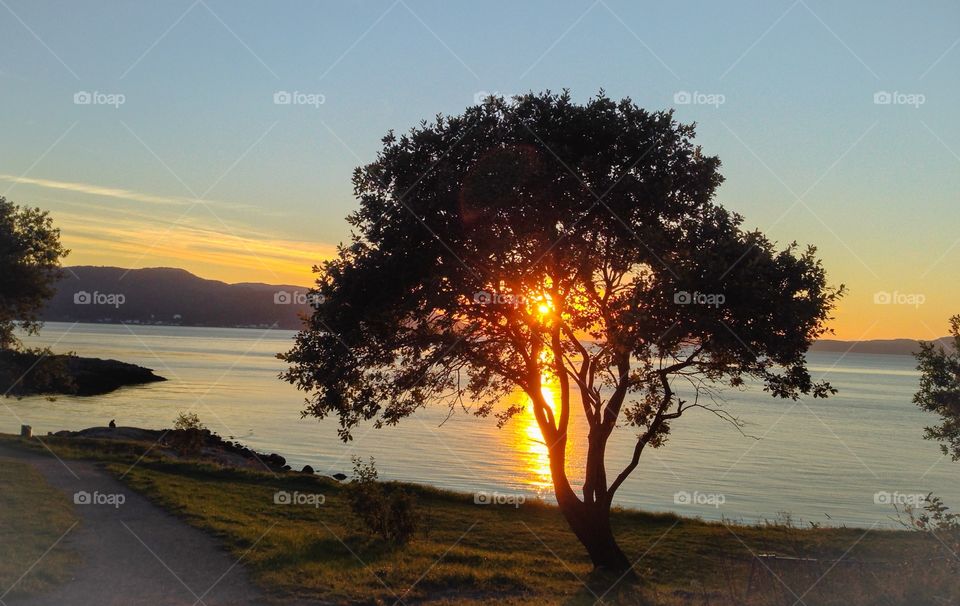 Sunbeam tree
